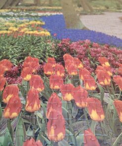 حين تتنفس الزهور حبّها