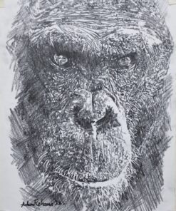 Wildlife ape