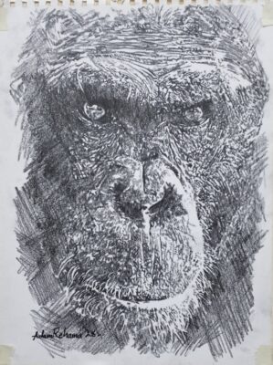 Wildlife ape
