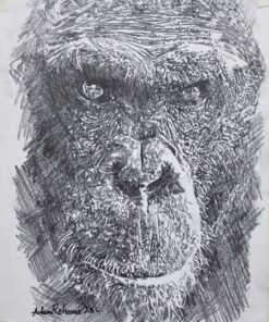 Wildlife ape