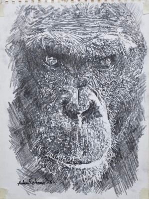 Wildlife ape