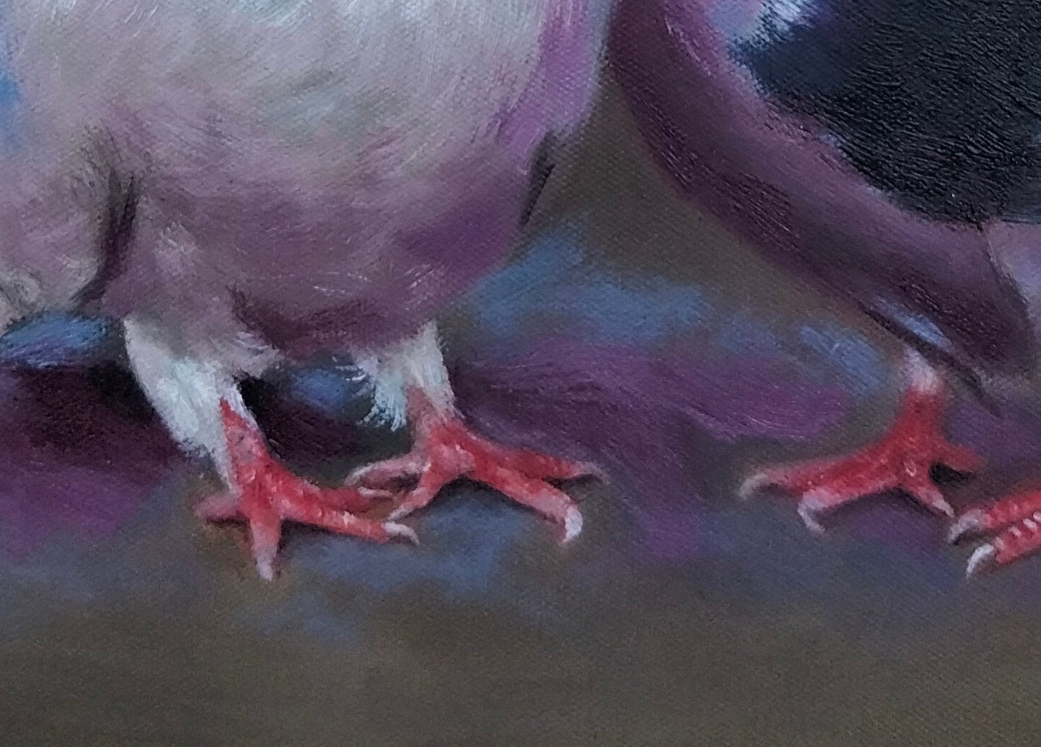 حمام Pigeon - الصورة 4